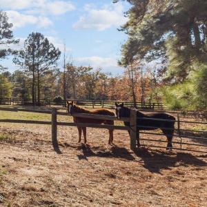 Horses