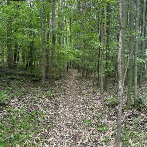 Bamboo Trail