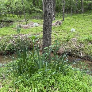 Stream into lake in spring