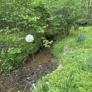 Stream into lake in spring