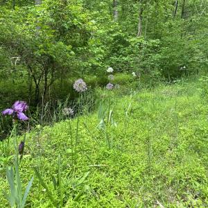 Stream into lake in spring