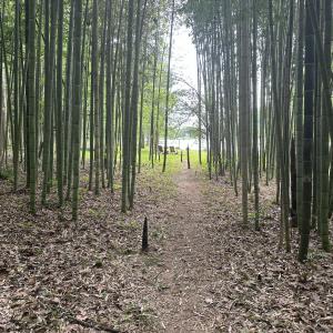 Bamboo Trail