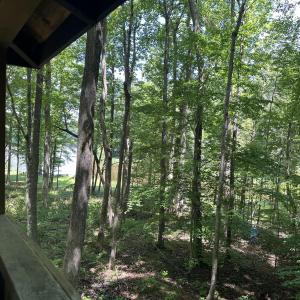 View from Treehouse