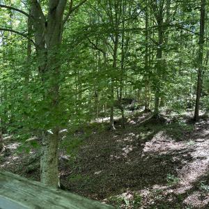View from Treehouse