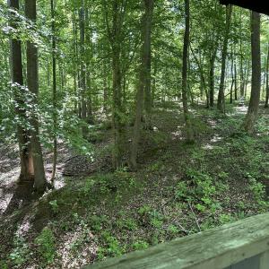 View from Treehouse