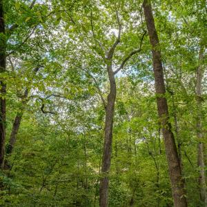 3946 Nottaway Rd-8