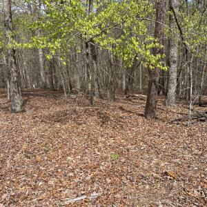 IMG7347photo