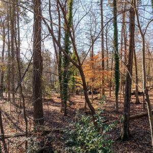 BurlageCir-08