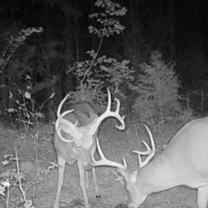 Trailcam pic