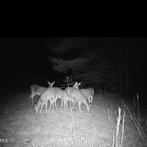 Trailcam pic