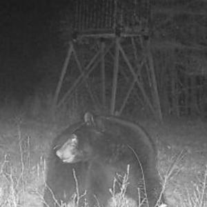 Trailcam pic