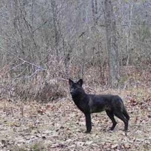 Trailcam pic
