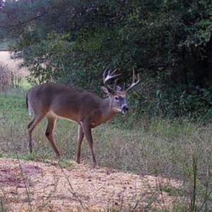 Trailcam pic