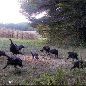 Trailcam pic