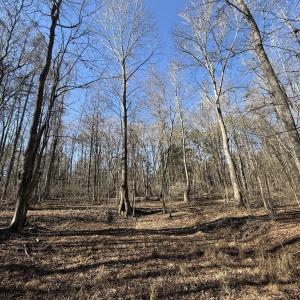 Mature Trees