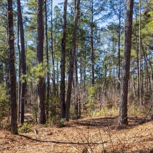 24-024-Tract1-RobedoRd-MontgomeryCounty-