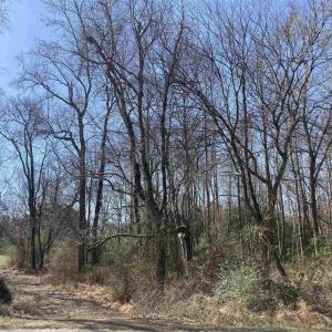 0 Oak Forest, Four Oaks- Pic 1