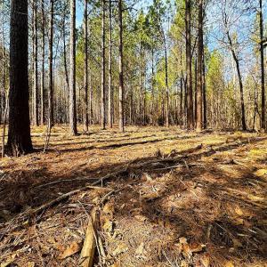 Chatham Co. NC 13.31-Wooten-50