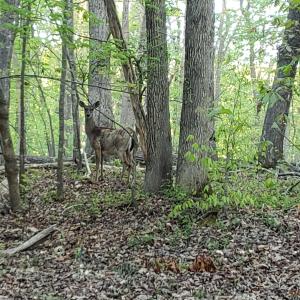 Deer