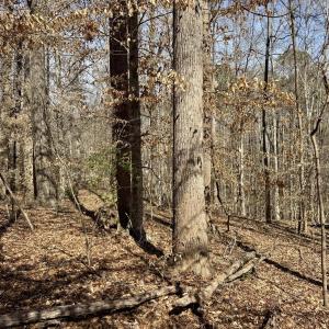 Mix of trees
