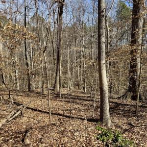 Wooded lot