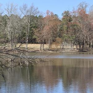 Watkins pond wood 1