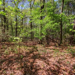 Wooded Lot