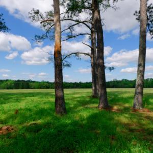 Cameron NC Ground Still05
