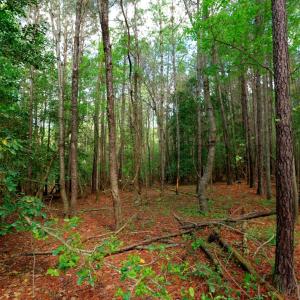 Cameron NC Ground Still16