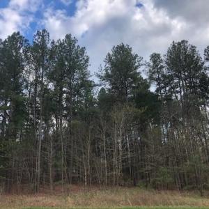 Tall Pines