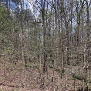 Live in the Woods