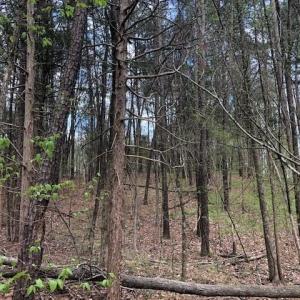 Mixture of Pine & Deciduous Trees