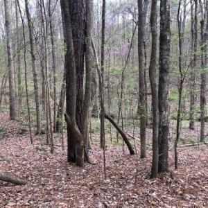 The property slopes down