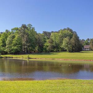 WHF pond with baby ducks