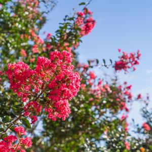 24-print-3123-brassfield-rd