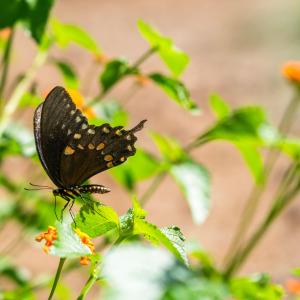 97-print-3123-brassfield-rd