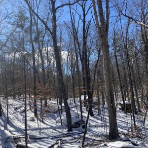 Lot 9 Snow