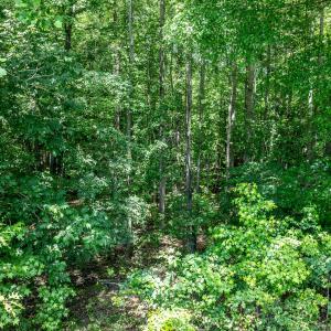 Wooded Building Lot