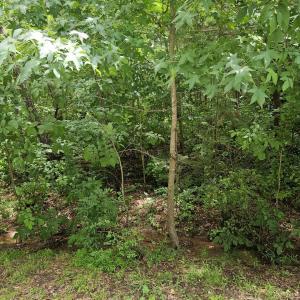 3521 Esther Dr 1