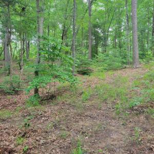 Lot 23 Lot view