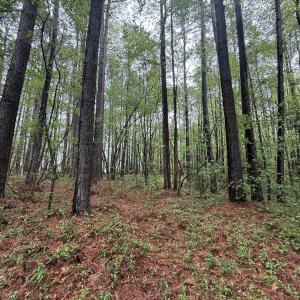 Copy of Copy of IMG_5659