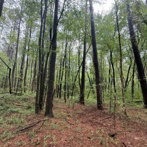 Copy of Copy of IMG_5660