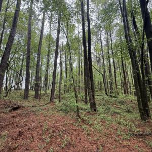 Copy of Copy of IMG_5661