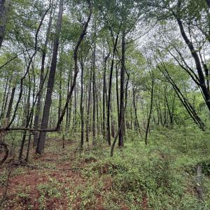 Copy of Copy of IMG_5662