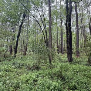 Copy of Copy of IMG_5669