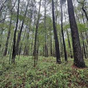 Copy of Copy of IMG_5670