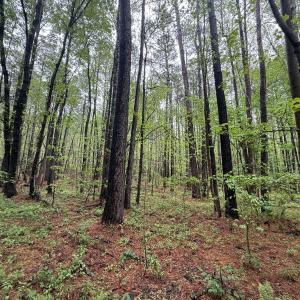 Copy of Copy of IMG_5671