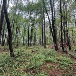 Copy of Copy of IMG_5672