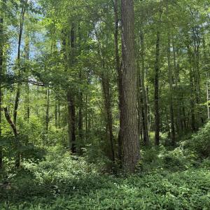 IMG_1703