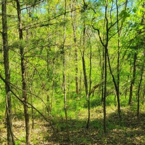 Wooded Highrock 2